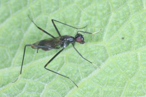 Rainieria calceata
